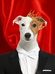 Jack Russel Terrier dressed like royal person against red background