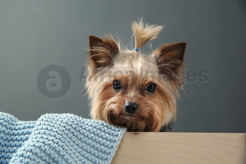 Photo of Yorkshire terrier in wooden crate on grey background. Happy dog