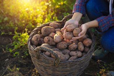 Woman harvesting fresh ripe potatoes on farm, closeup
