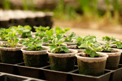 Photo of Many potted strawberry seedlings in tray on table