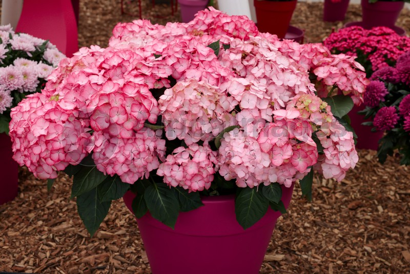 Beautiful pink hydrangea in pot on ground, closeup