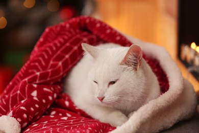 Cute white cat under blanket in room decorated for Christmas. Adorable pet