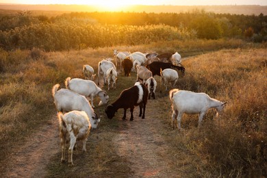 Photo of Farm animals. Goats on dirt road near pasture in evening