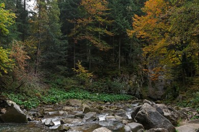 Picturesque view of beautiful stream in forest