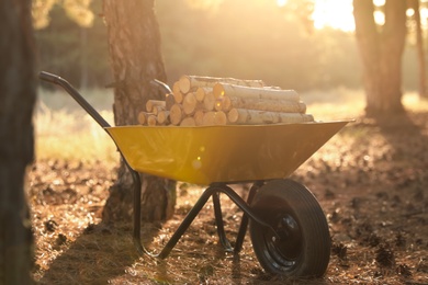 Wheelbarrow with cut firewood in forest on sunny day