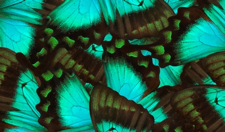 Image of Beautiful sea green swallowtail butterfly wings as background, closeup