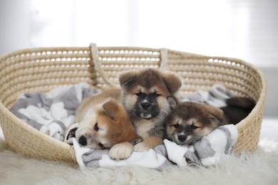 Photo of Adorable Akita Inu puppies in dog bed indoors
