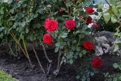 Photo of Bushes with beautiful red roses outdoors on summer day
