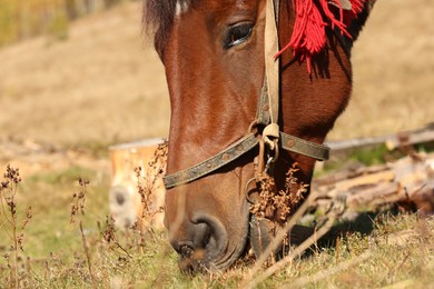 Photo of Beautiful horse grazing on pasture, closeup. Lovely pet