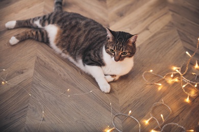Cute cat on floor near Christmas lights