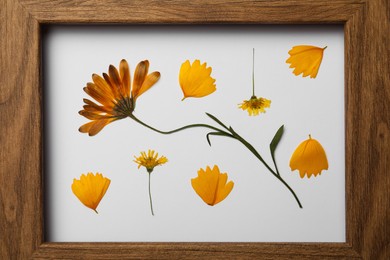 Frame with wild dried meadow flower and petals, top view