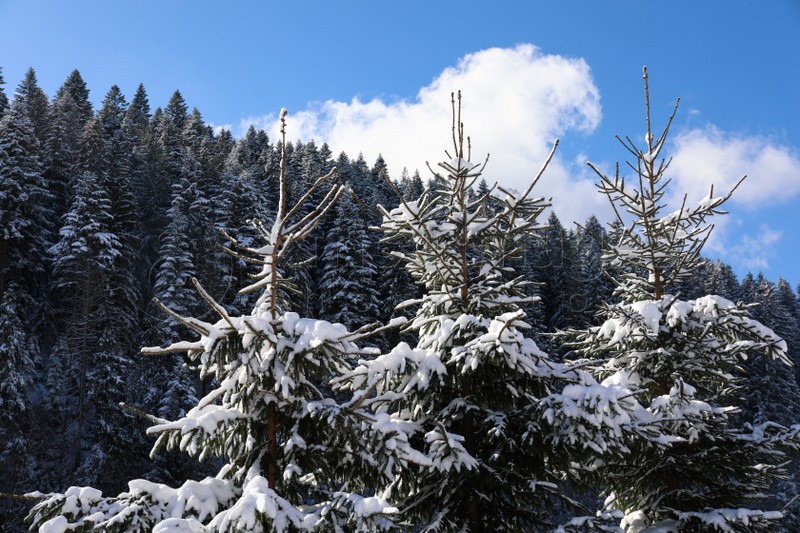 Coniferous trees covered with snow outdoors on winter day