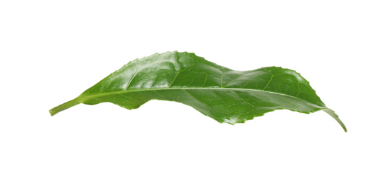 Green leaf of tea plant isolated on white