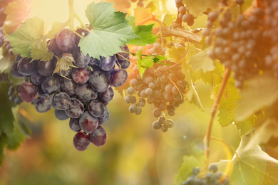 Fresh ripe juicy grapes growing on branches in vineyard, space for text