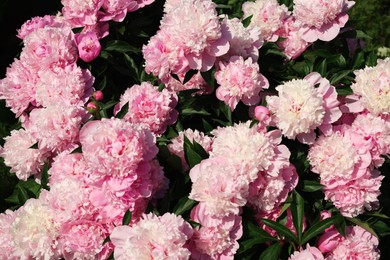 Photo of Wonderful blooming pink peonies as background, closeup