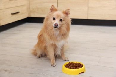 Cute Pomeranian spitz dog near feeding bowl with food on floor indoors
