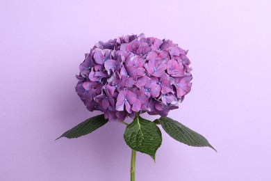 Branch of hortensia plant with delicate flowers on violet background