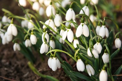 Fresh blooming snowdrops growing in soil, space for text. Spring flowers