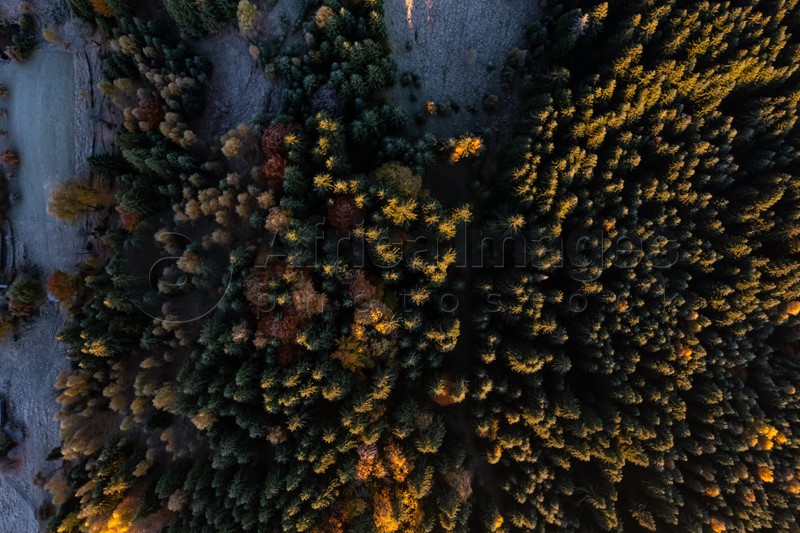 Aerial view of autumn forest covered with hoarfrost in morning. Drone photography
