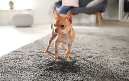 Cute Chihuahua puppy near wet spot on carpet indoors