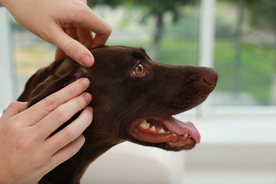 Woman examining her dog's skin for ticks at home, closeup