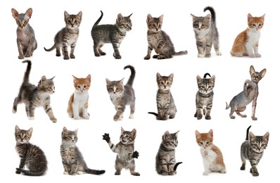 Different adorable kittens on white background, collage