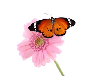Flower with beautiful painted lady butterfly isolated on white
