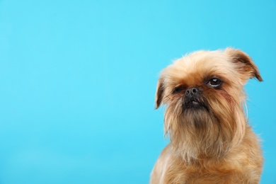 Studio portrait of funny Brussels Griffon dog looking into camera on color background. Space for text