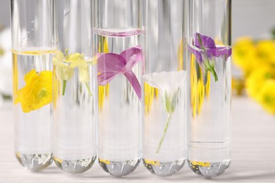 Test tubes with different flowers on table, closeup. Essential oil extraction