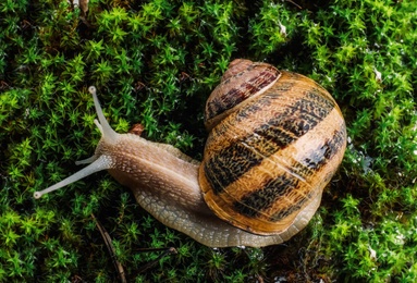 Common garden snail on green moss, top view