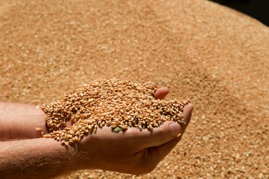 Man holding wheat grains in hands, closeup view