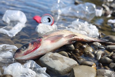 Dead fish among trash on stones near river. Environmental pollution concept