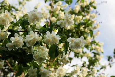 Photo of Beautiful blooming white jasmine shrub outdoors, closeup