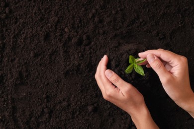 Woman protecting young seedling in soil, top view with space for text. Planting tree