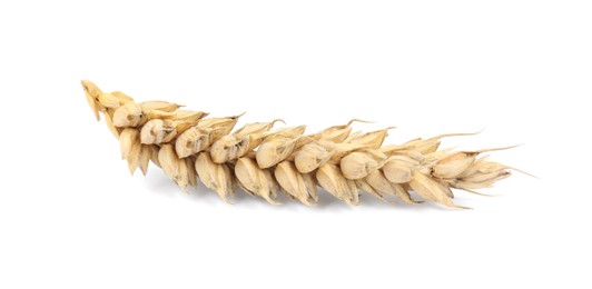 Photo of Dried spikelet of wheat on white background