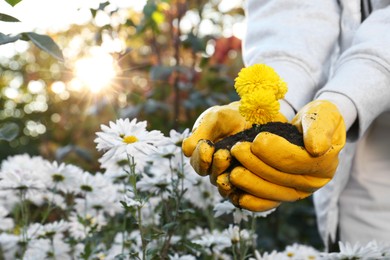 Photo of Woman in gardening gloves holding pile of soil with flowers outdoors, closeup. Space for text