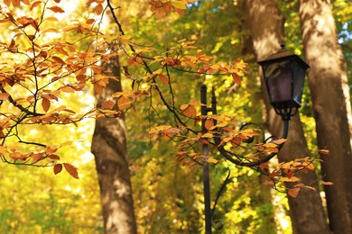 Photo of Branches with beautiful golden leaves and street lamp in park on autumn day