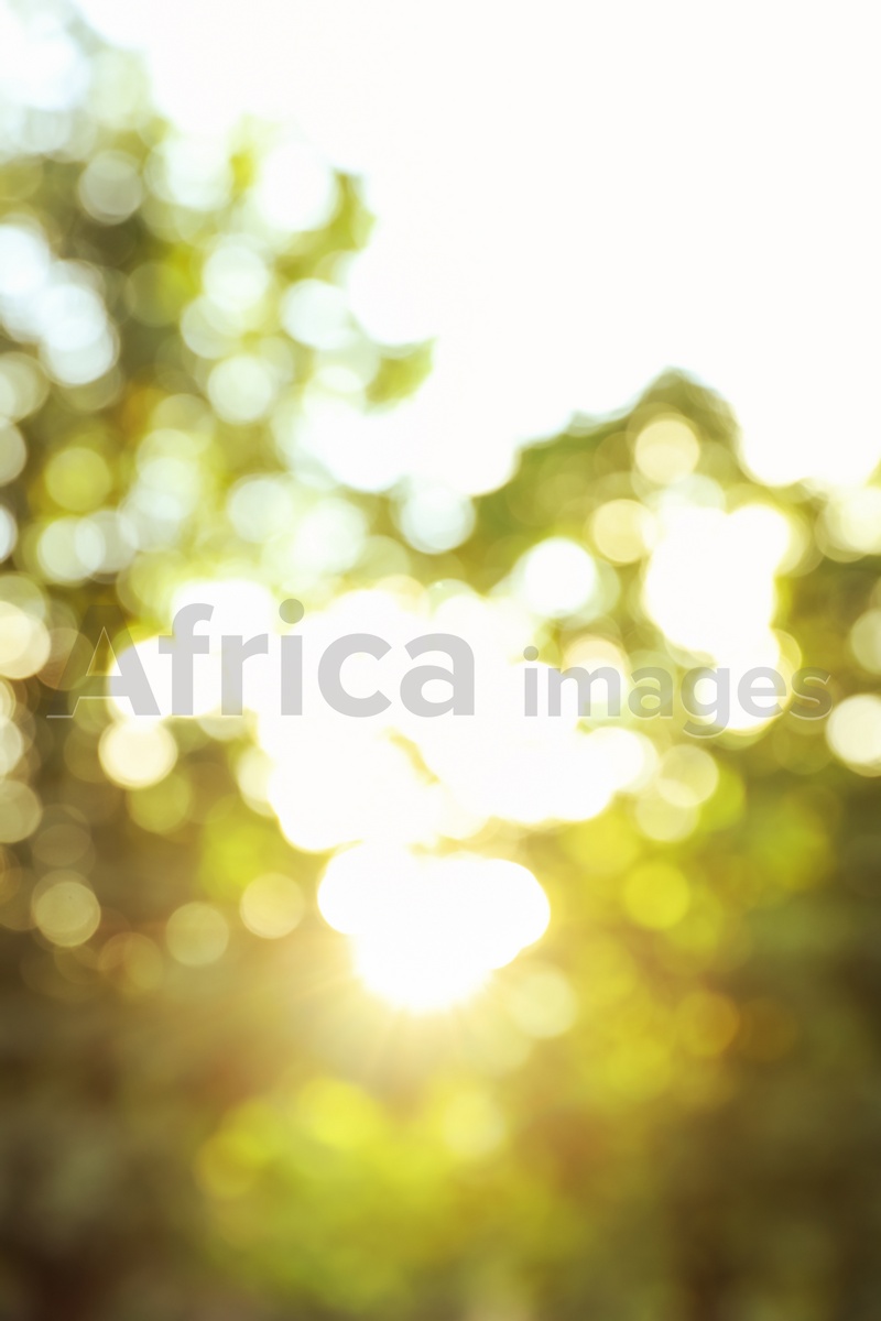 Blurred view of tree branches in park on sunny morning. Bokeh effect