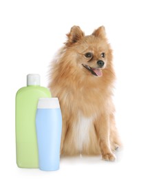 Cute Pomeranian spitz dog and bottles of pet shampoo on white background