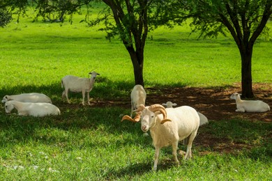Photo of Beautiful white sheep on green grass in safari park