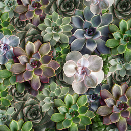 Many beautiful succulent plants as background, top view