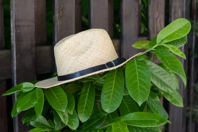 Stylish hat on green plant near wooden fence. Beach accessory