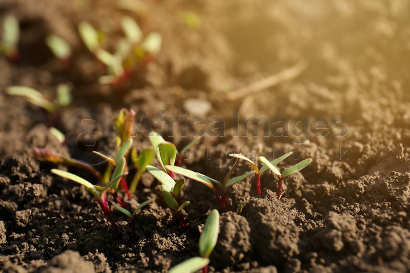 Young beet sprouts growing in field on sunny day, closeup