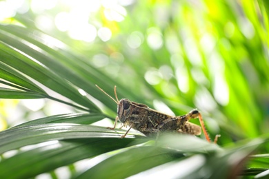 Common grasshopper on green leaf outdoors. Wild insect