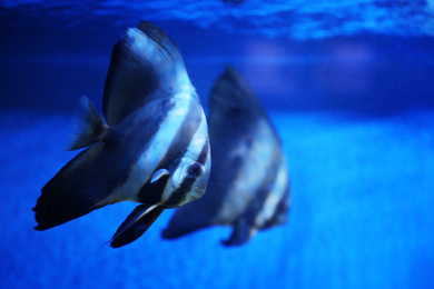 Beautiful longfin batfish swimming in clear aquarium