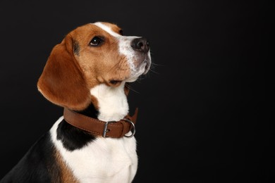Photo of Adorable Beagle dog in stylish collar on black background. Space for text