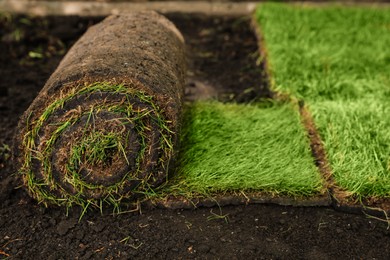 Photo of Rolled grass sod on ground in garden, closeup