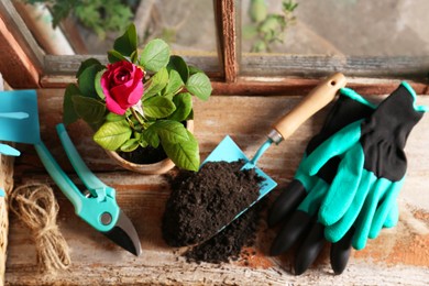 Photo of Pot with beautiful rose, gardening gloves and tools on wooden windowsill, flat lay