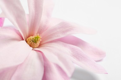 Beautiful pink magnolia flower isolated on white, closeup