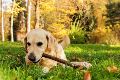 Photo of Cute Labrador Retriever dog playing with stick on green grass in sunny autumn park. Space for text